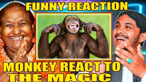 The monkey responds with laughter to the magic trick